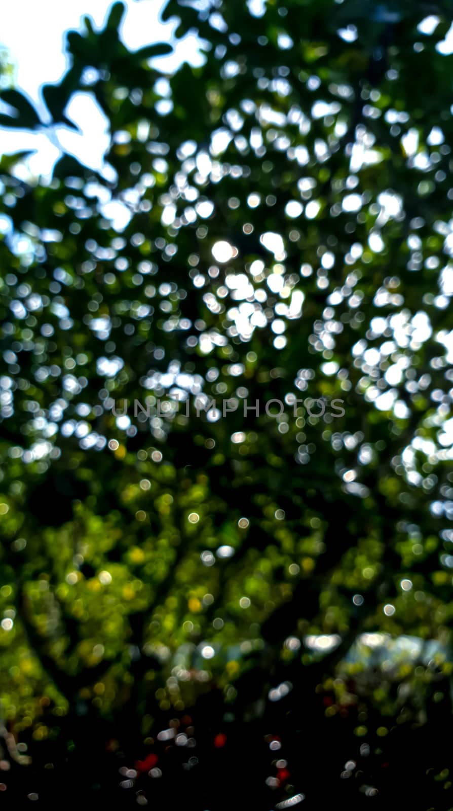 a bokeh scene of tree natural with shadow and light.