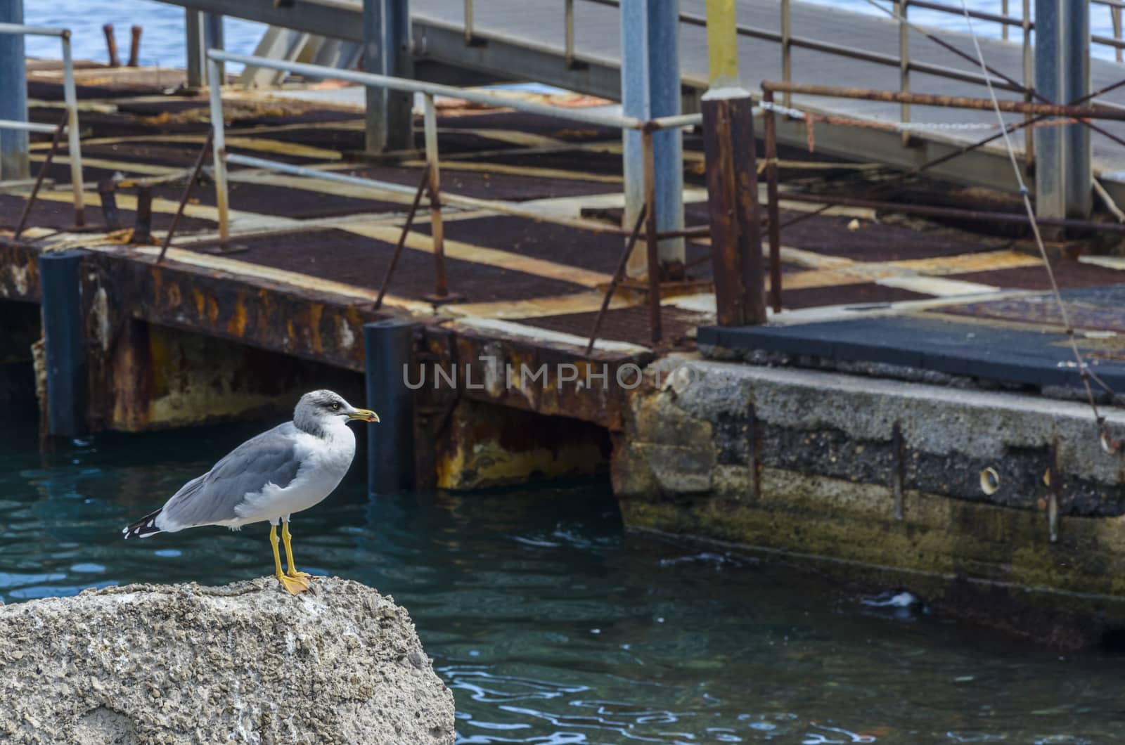 Eolian seagull with attentive look waiting for a fish in the port of Lipari island italy