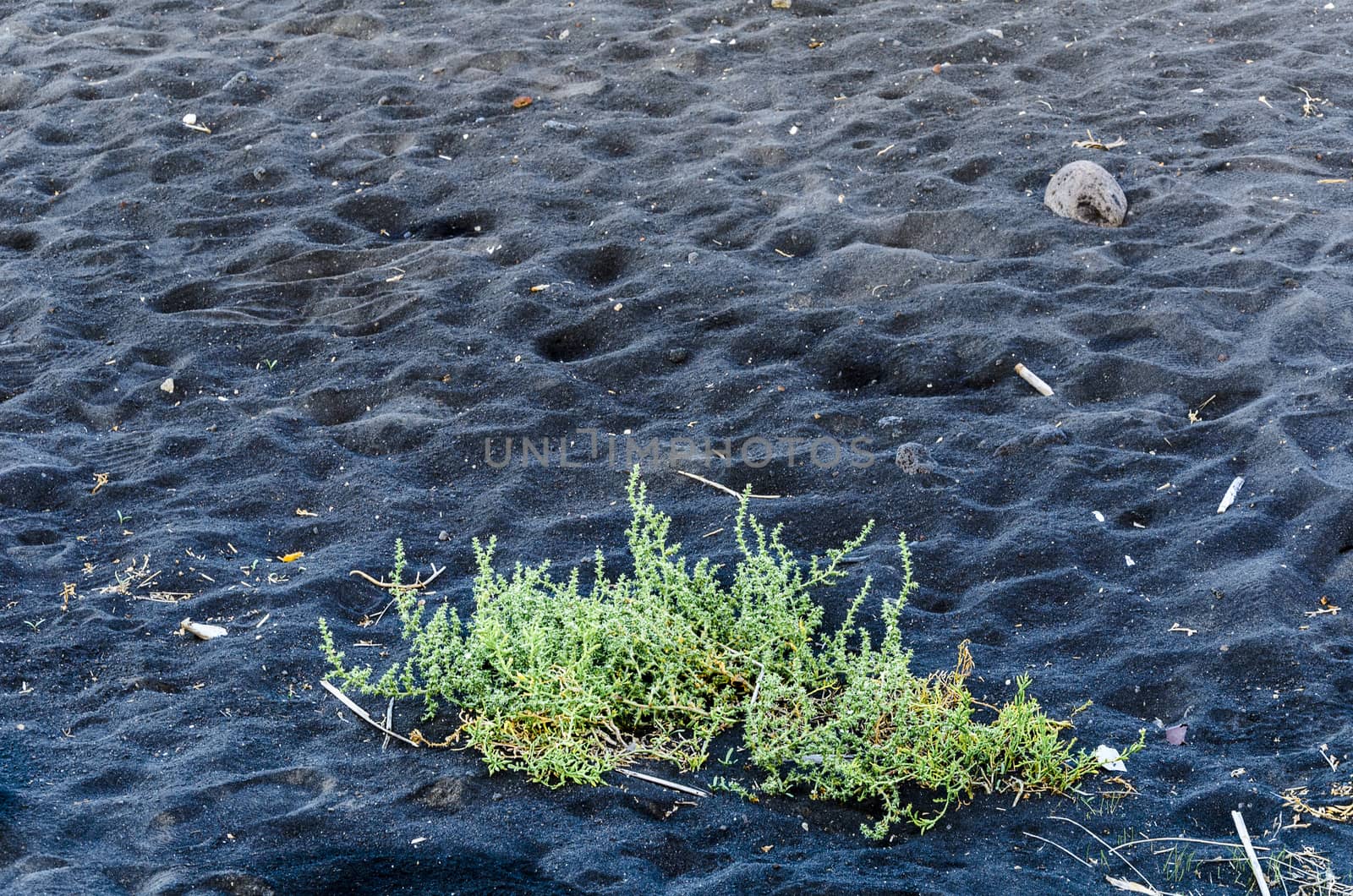 Small green living plant in the middle of the blackness of the volcanic sand of the stromboli Aeolian islands italy