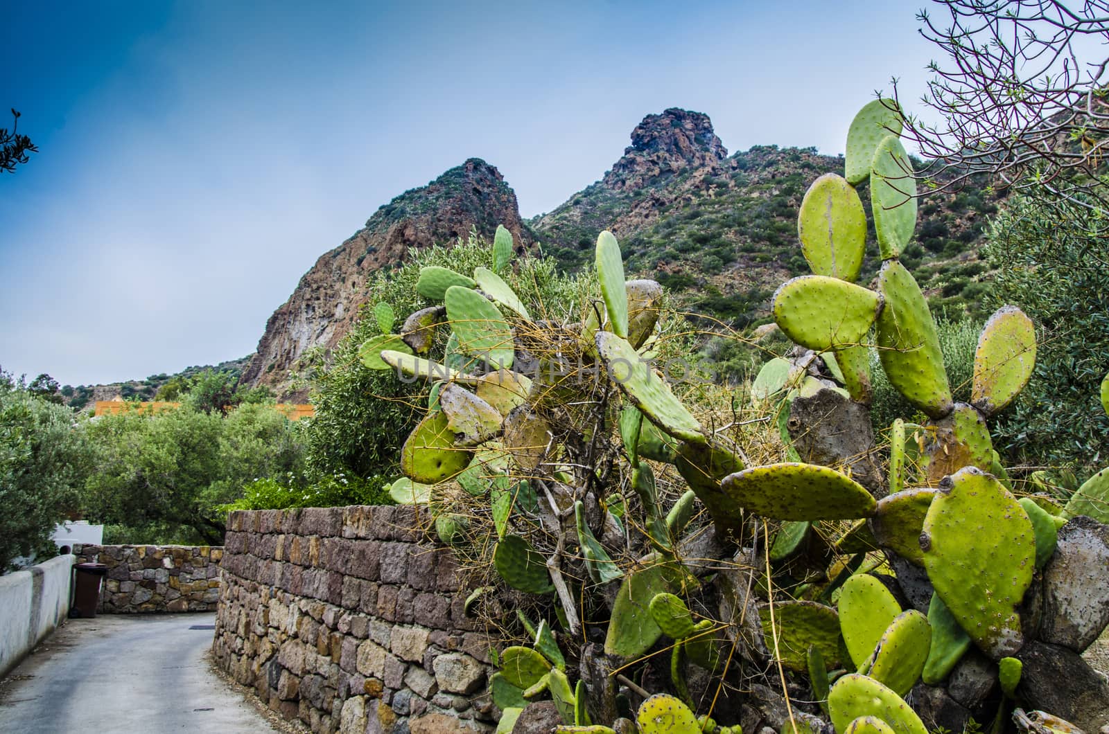 Typical narrow street of panarea island with cactus in foreground and landscape background