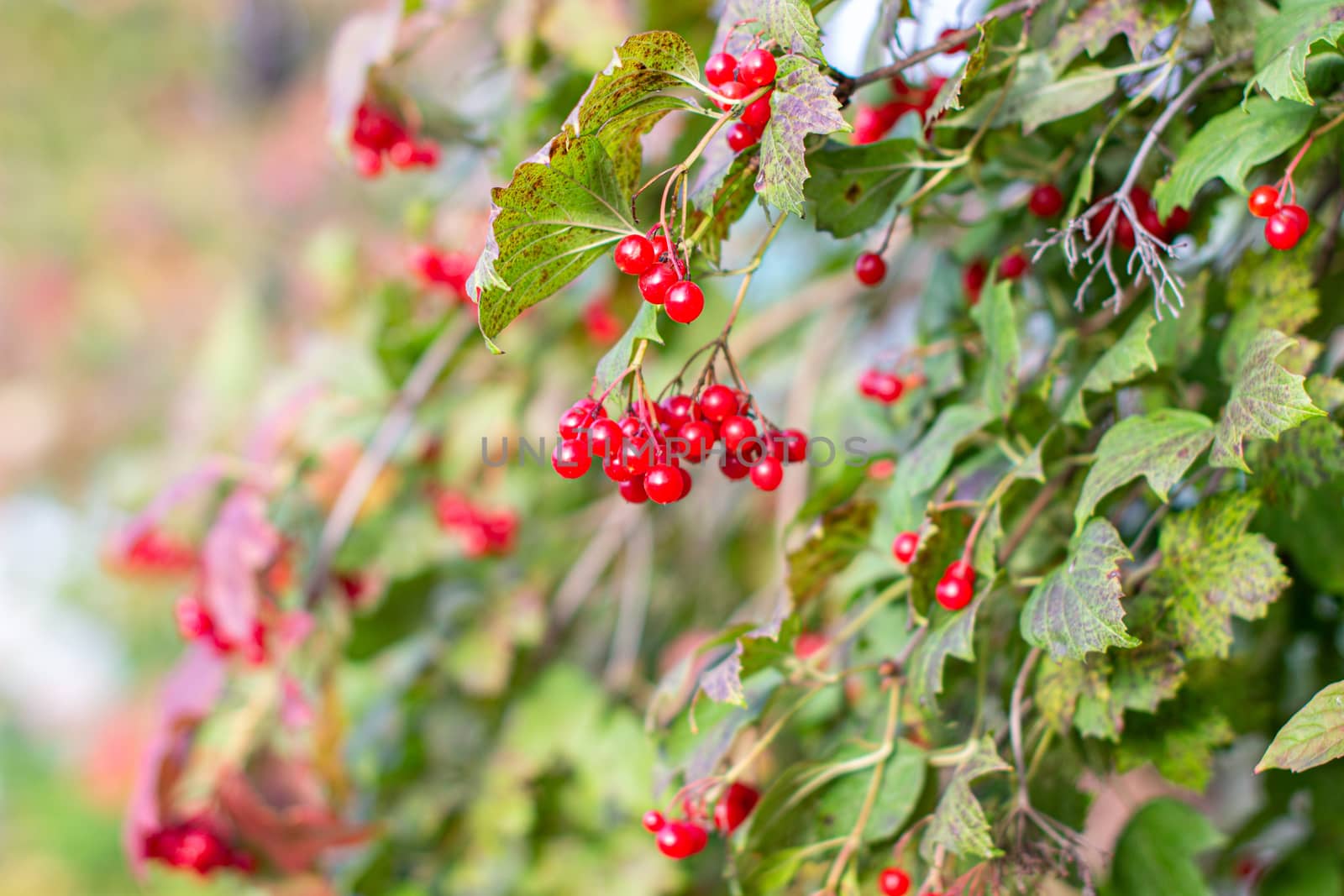 Viburnum berries and leaves in summer outdoors in the garden. A bunch of red viburnum berries on a branch. High quality photo