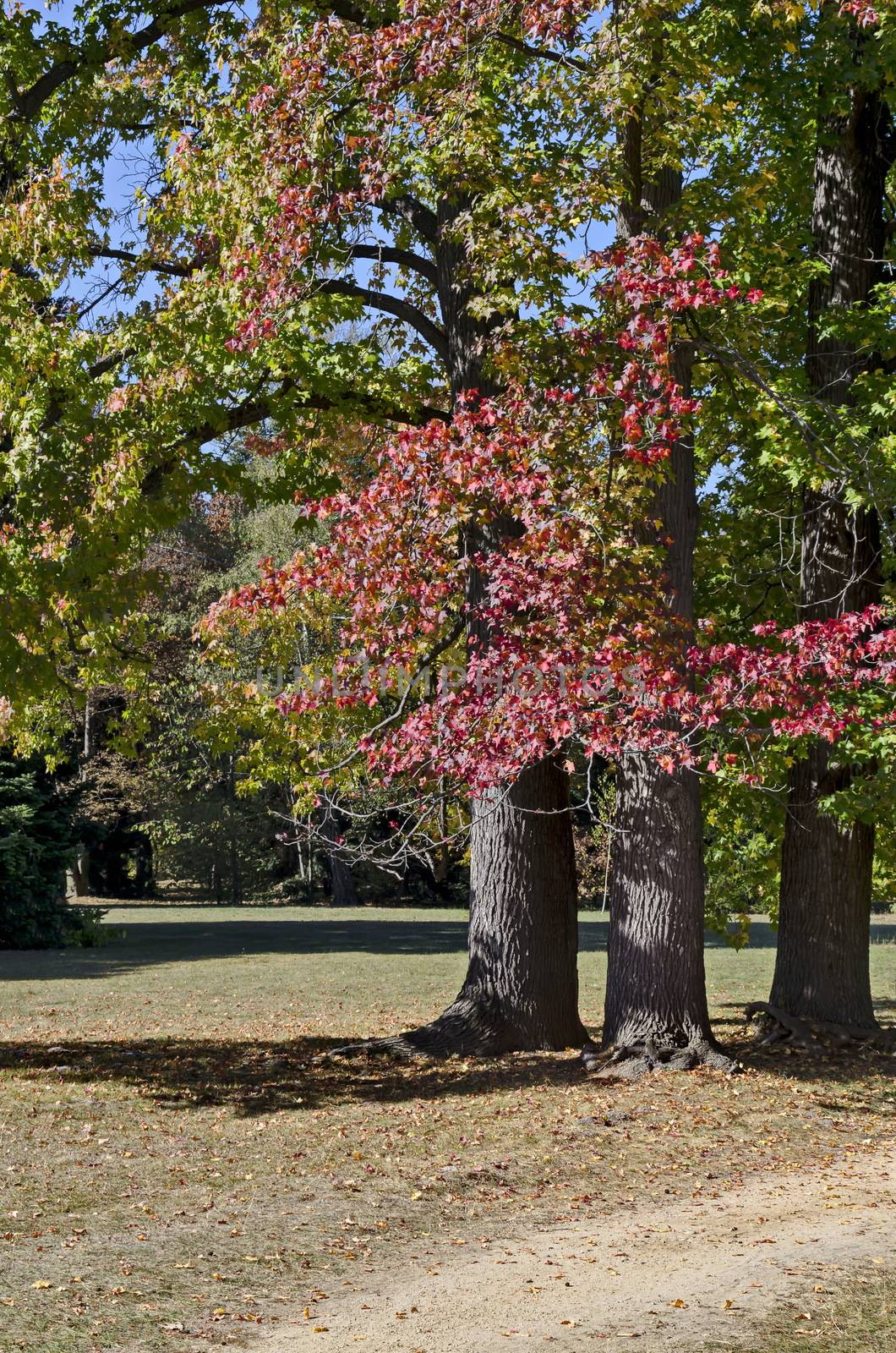 Colorful autumn forest with beautiful branched trees with many yellow, green, red and brown leaves  and meadow, Vrana park,  Sofia, Bulgaria