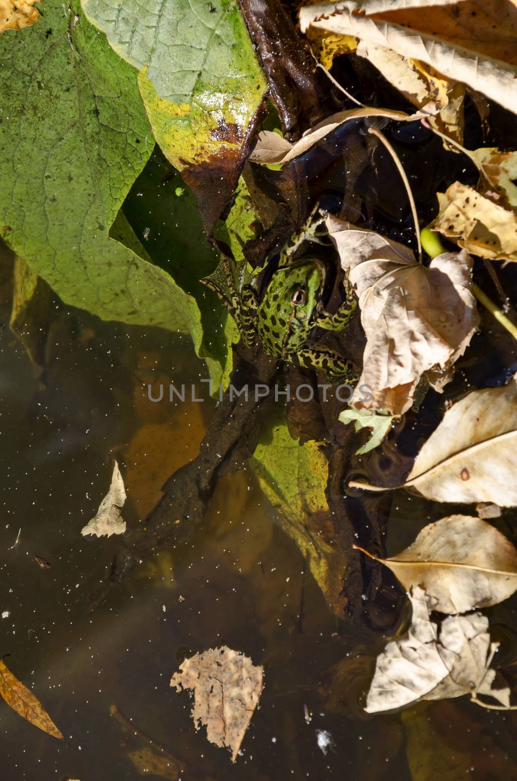 Lake with colorful autumn leaves and a green frog or Rana in the water, Vrana park, Sofia, Bulgaria
