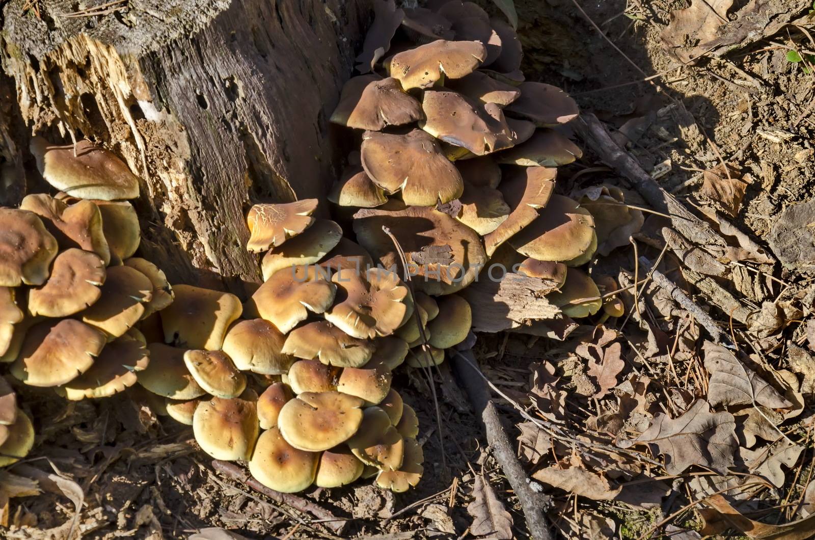 Delicious edible yellow mushrooms chanterelle or Cantharellus ciba-rius grow near by stump by vili45