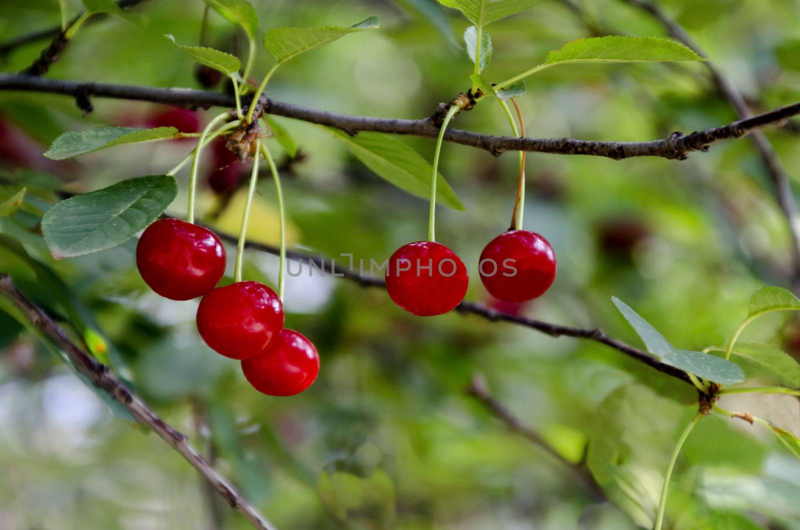 Cherry or sour cherry twig with sweet appetizing red fruits in the garden by vili45