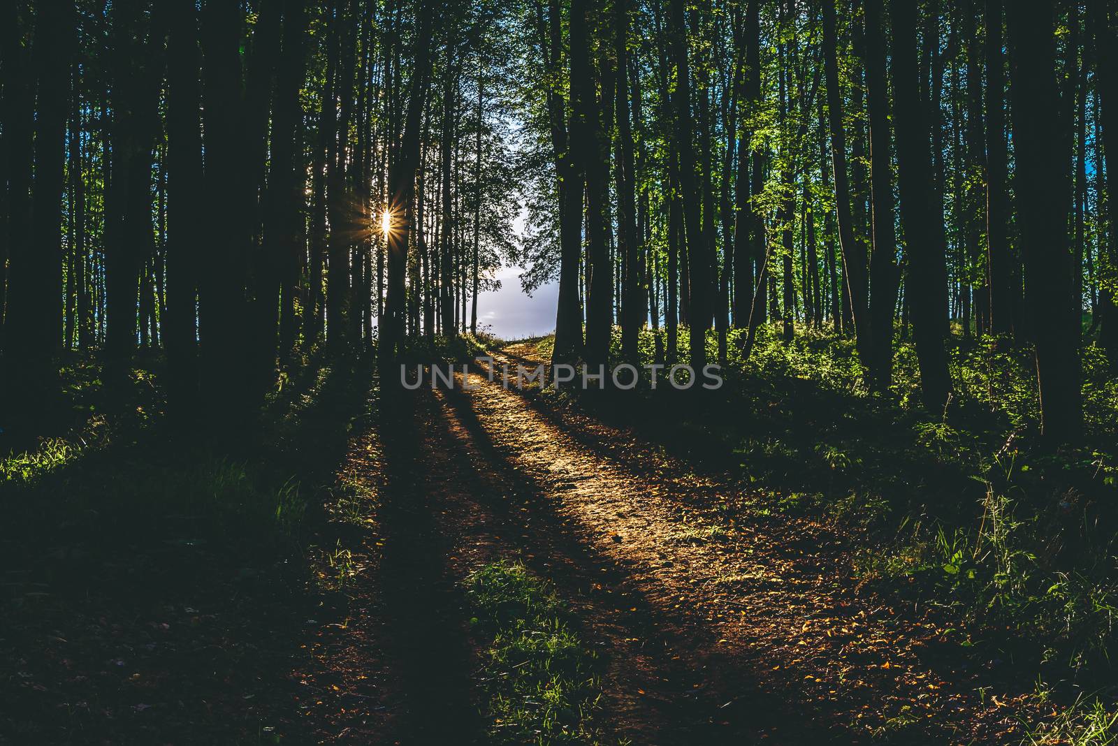 Rays of sunlight on footpath in summer forest