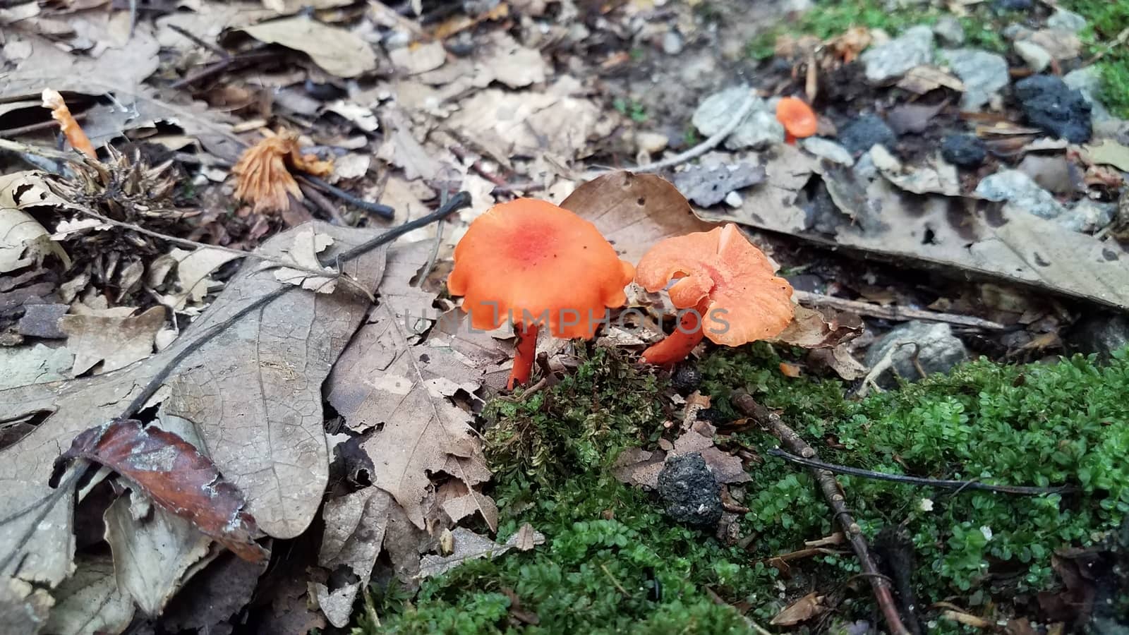 orange mushroom growing in brown leaves in forest by stockphotofan1