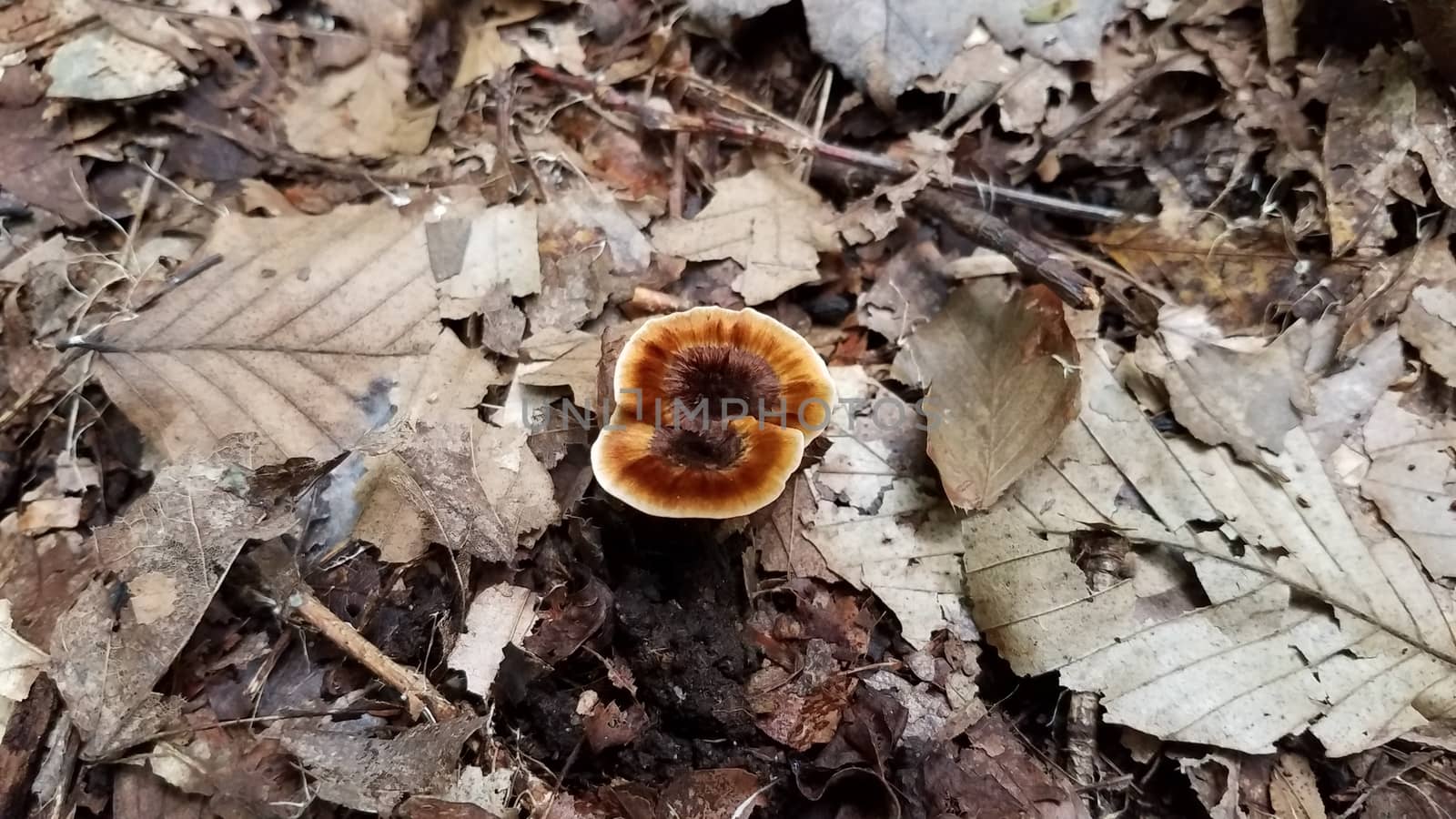 orange mushroom or fungus growing in brown leaves in forest or woods