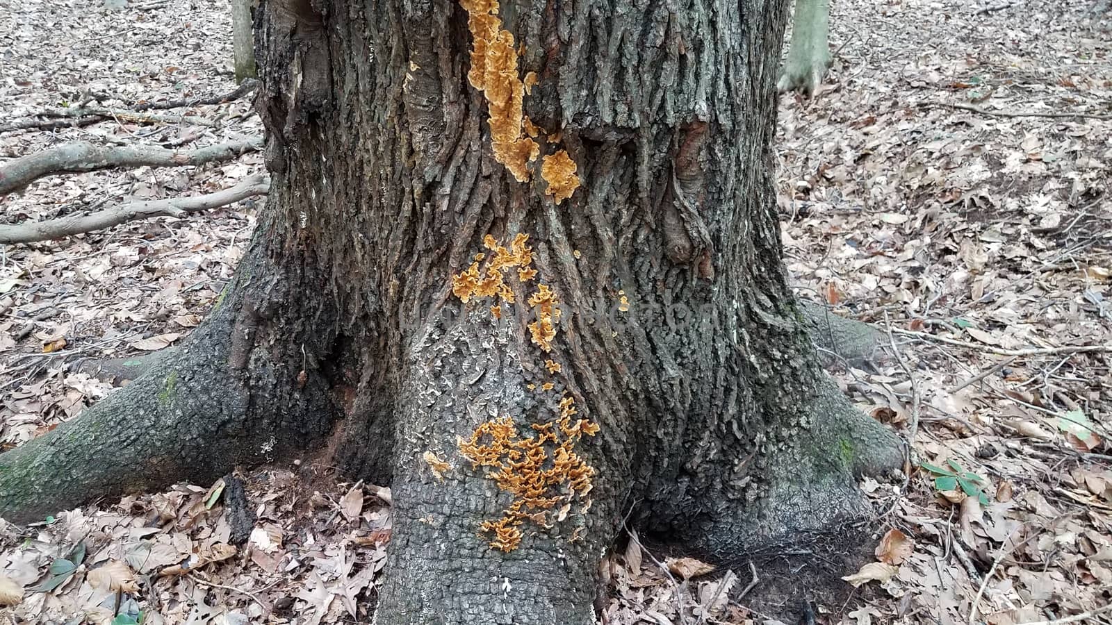 orange mushrooms growing on tree trunk in forest or woods with leaves