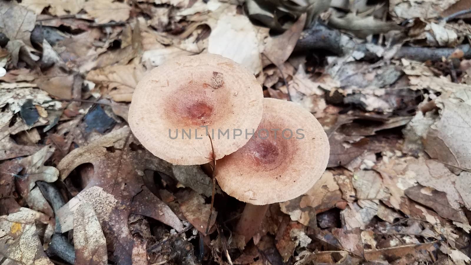 brown orange mushroom growing in brown leaves in forest by stockphotofan1