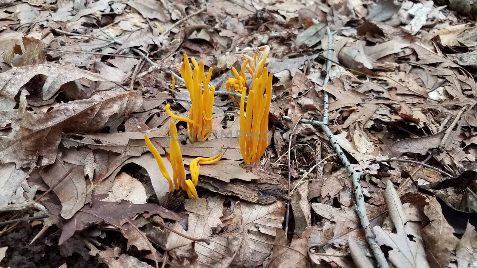 orange mushroom growing in brown leaves in forest by stockphotofan1