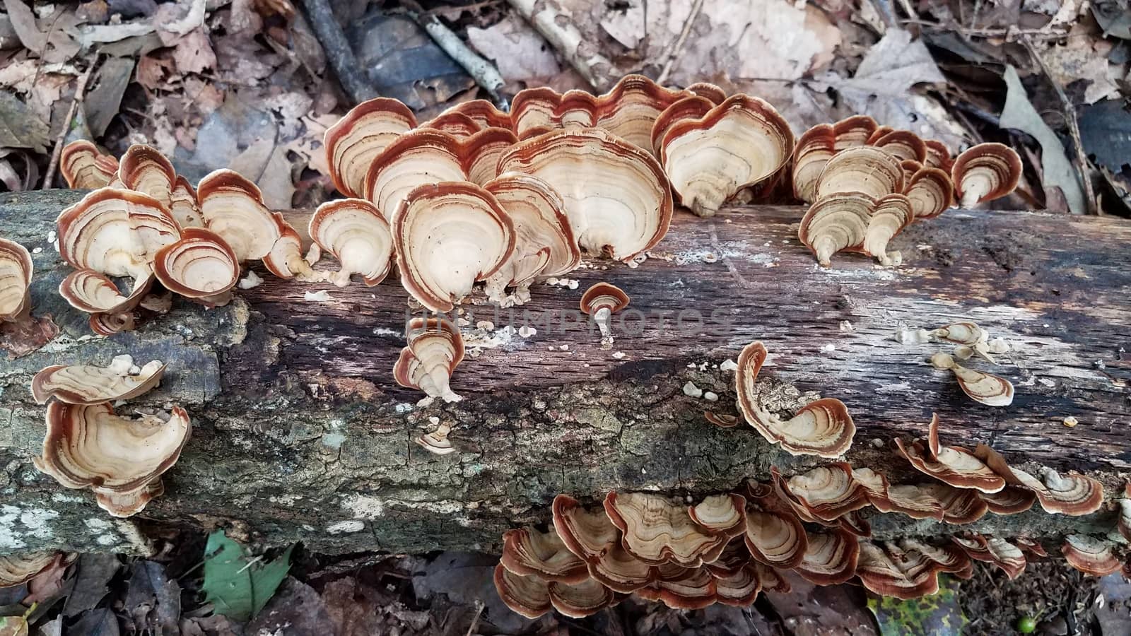 brown orange mushroom growing on log in forest by stockphotofan1