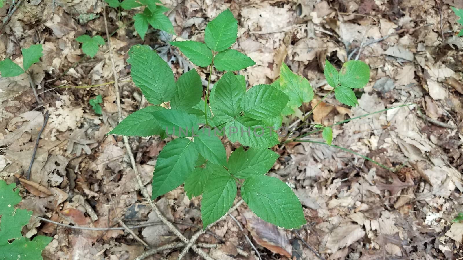 green poison ivy plant with brown leaves in forest by stockphotofan1