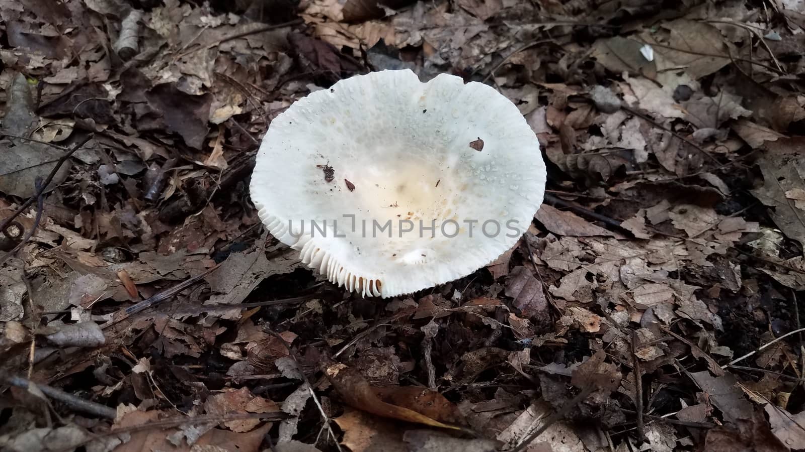 grey and white mushroom growing in brown leaves in forest by stockphotofan1