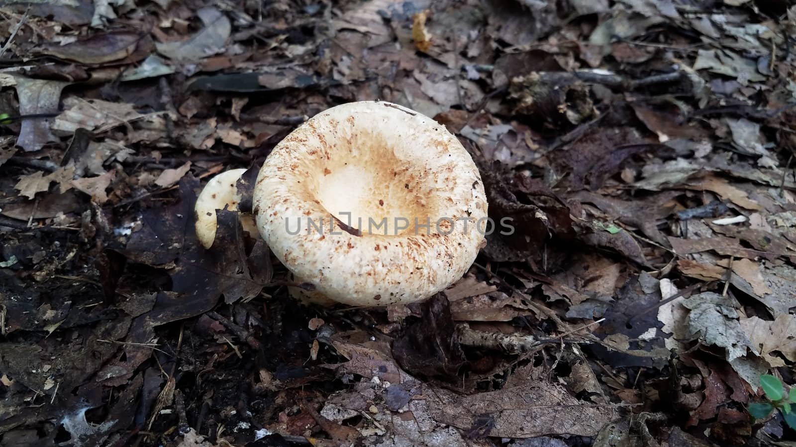 white and brown mushroom growing in brown leaves in forest by stockphotofan1