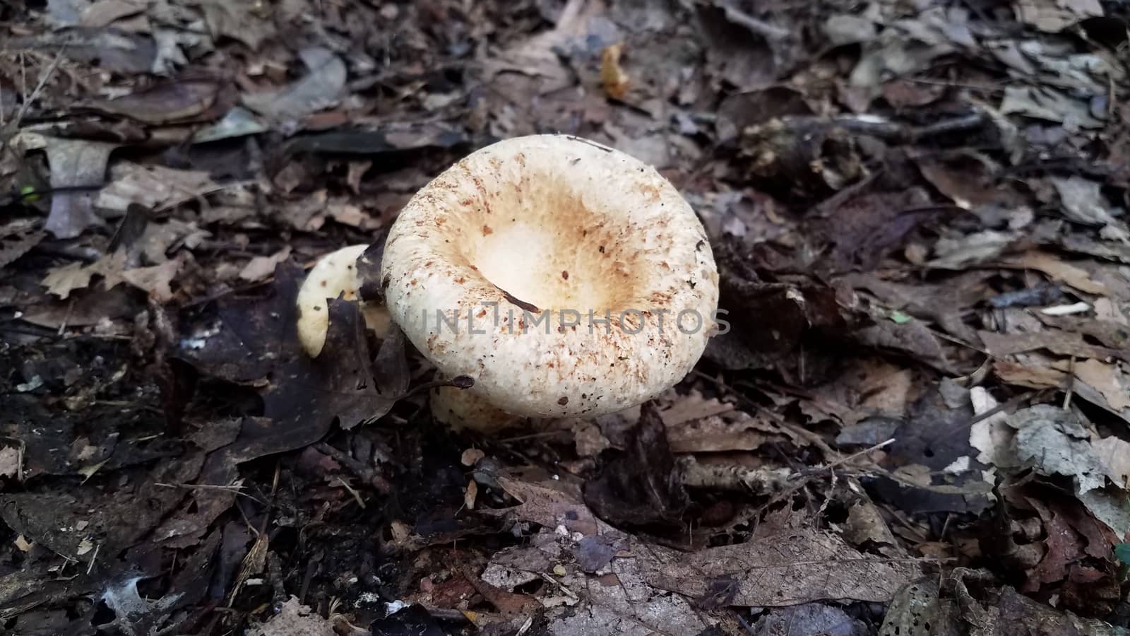 white and brown mushroom growing in brown leaves in forest by stockphotofan1