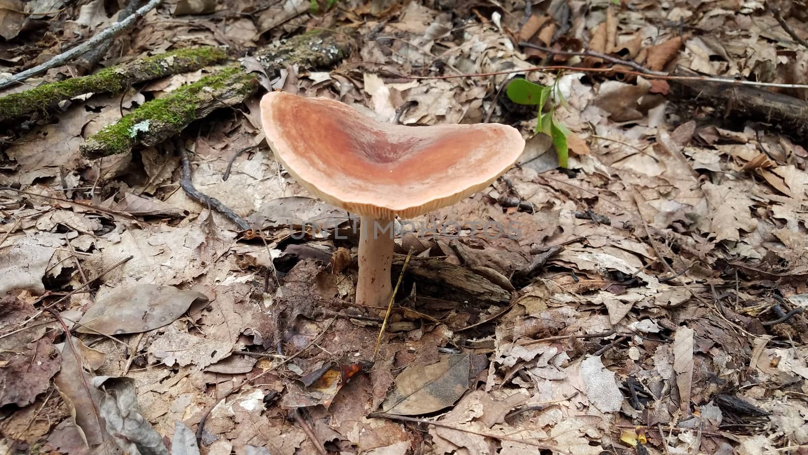 orange mushroom growing in brown leaves in forest by stockphotofan1