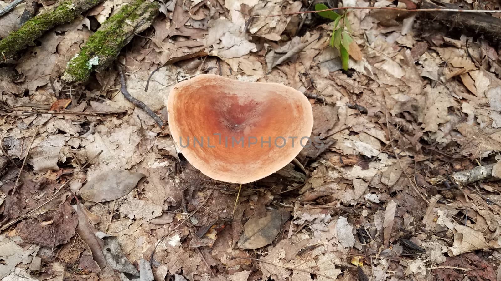 orange mushroom growing in brown leaves in forest by stockphotofan1