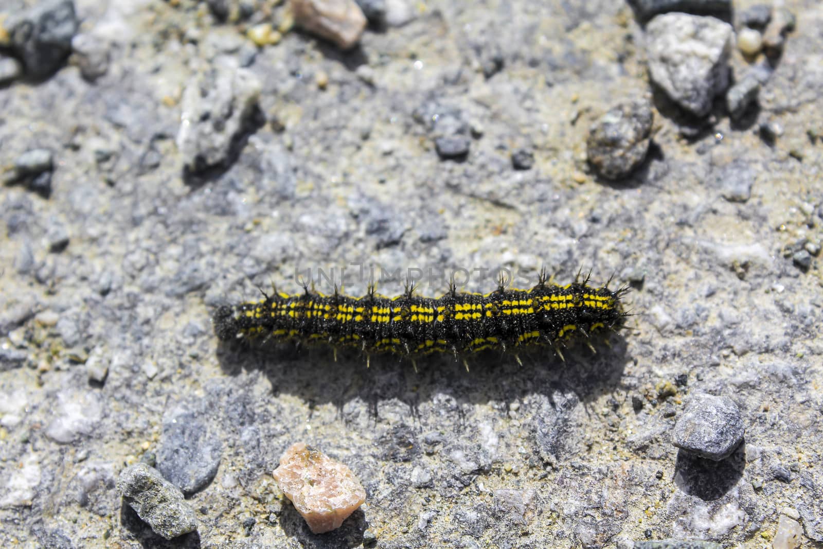 Black and yellow hairy caterpillar on stony ground in Hemsedal, Viken, Norway.