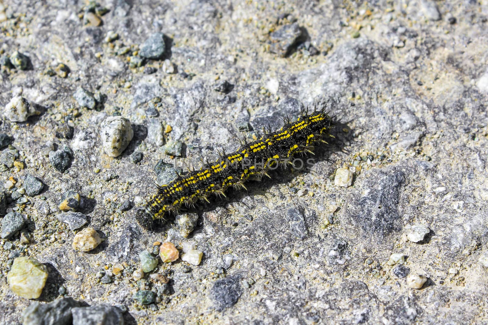 Black and yellow hairy caterpillar on stony ground in Hemsedal, Viken, Norway.