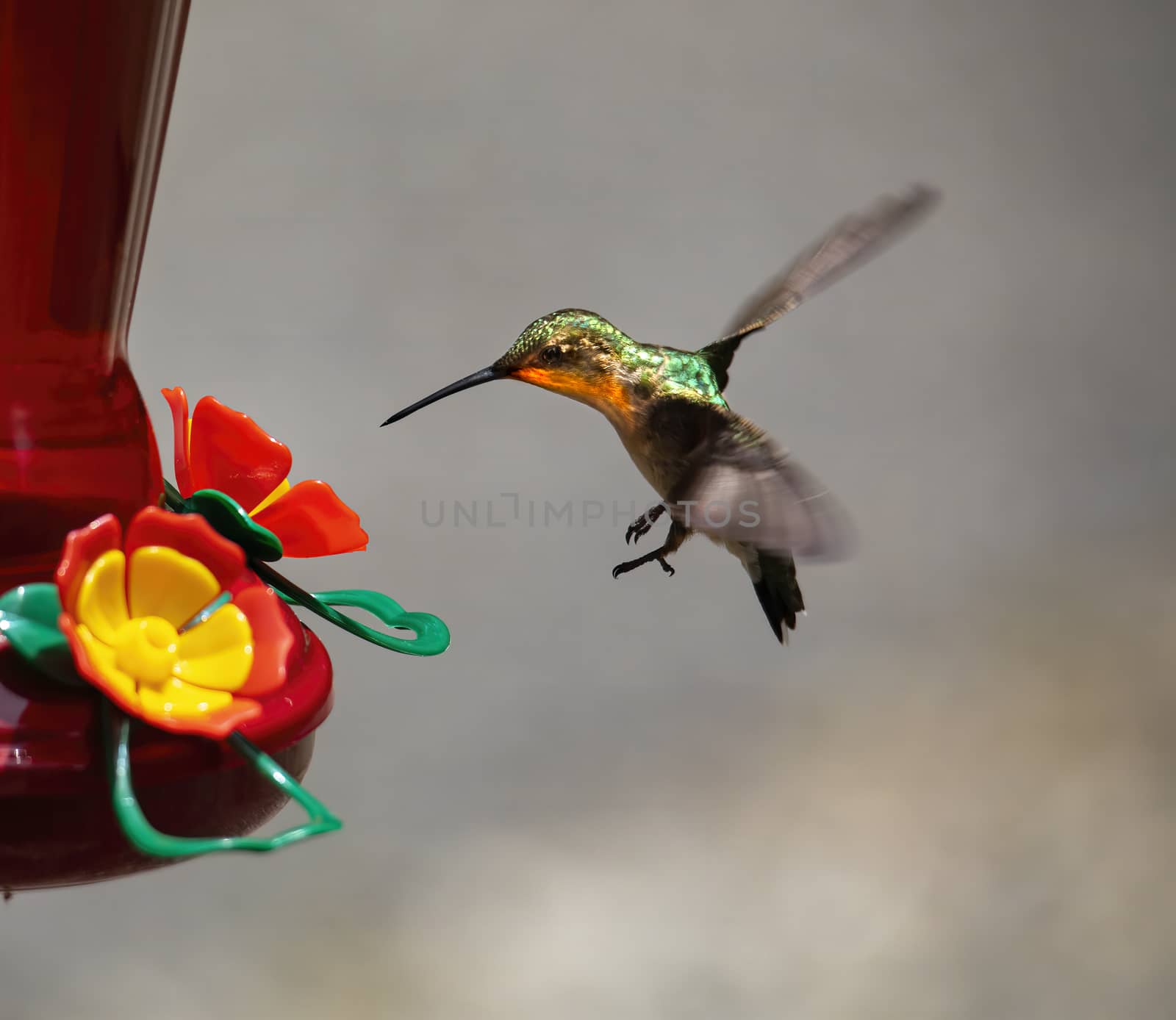 Hummingbird Approaches Nectar Feeder by CharlieFloyd