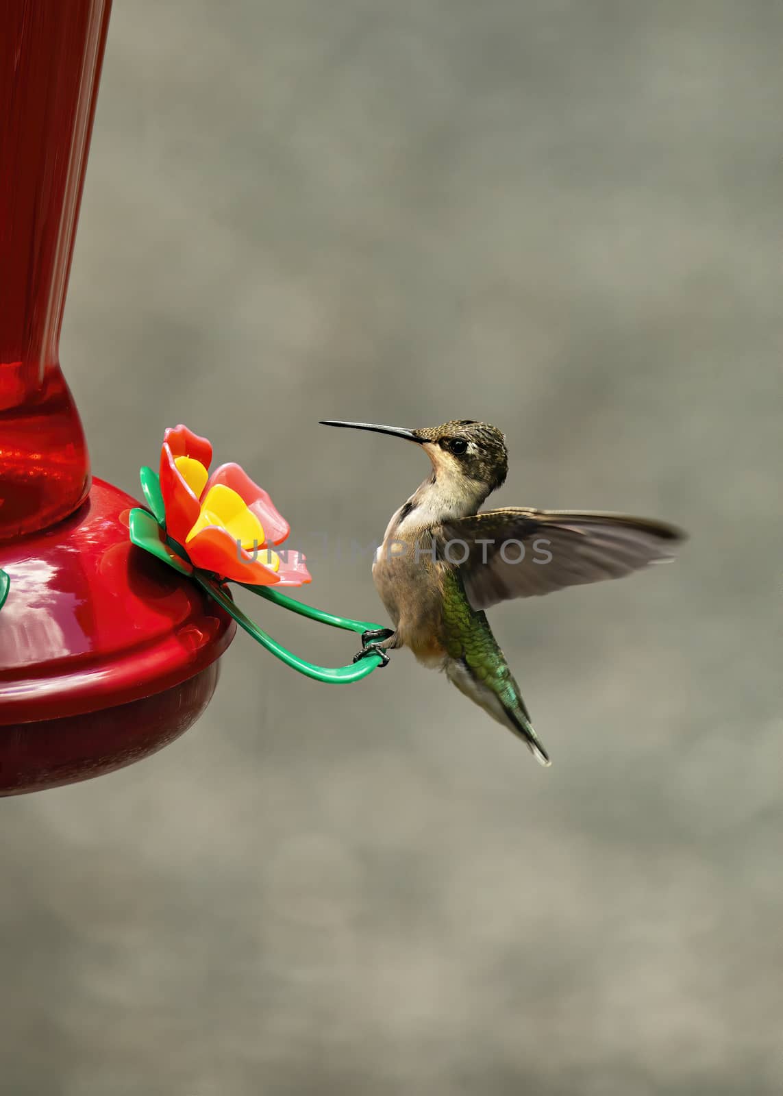 Hummingbird perches on feeder rest.