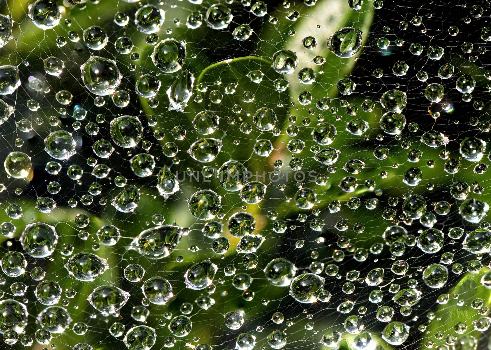Spider Web Close-up with Jewel-Like Dew Drops by CharlieFloyd
