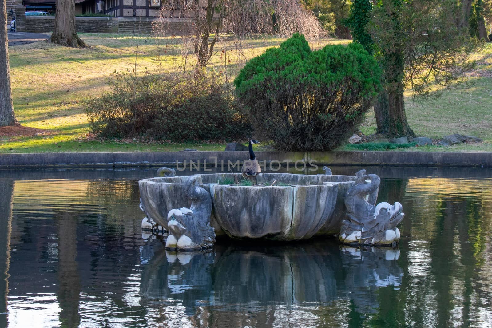 A Canadian Goose Sitting On An Old Fountain in the Middle of a Pond at the Elkins Estate by bju12290