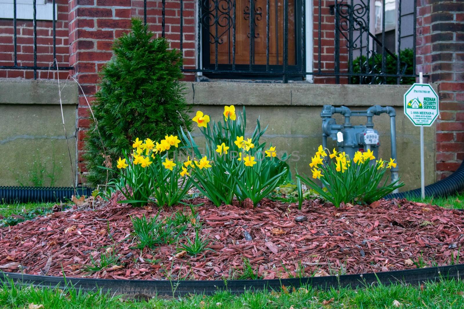 A Garden in a Front Yard in Suburban Pennsylvania With Small Yellow Flowers