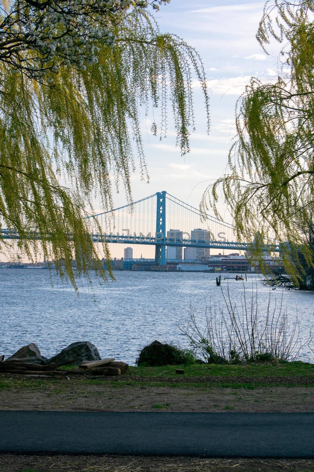 Looking Through Bright Green Trees at the Ben Franklin Bridge From the Newly Renovated Penn Treaty Park