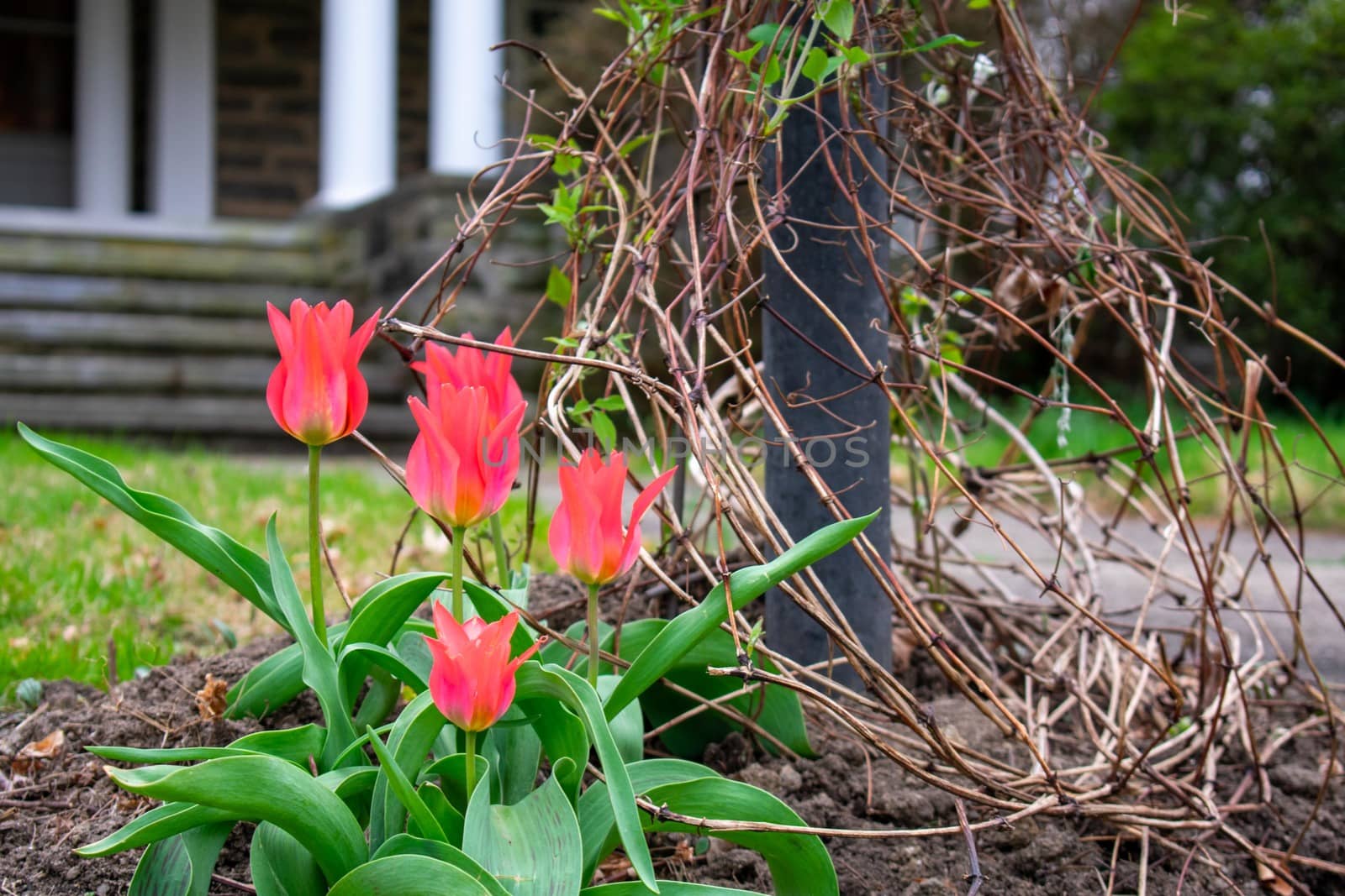 Red Flowers Next to a Black Light Post With Vines Growing Up It by bju12290