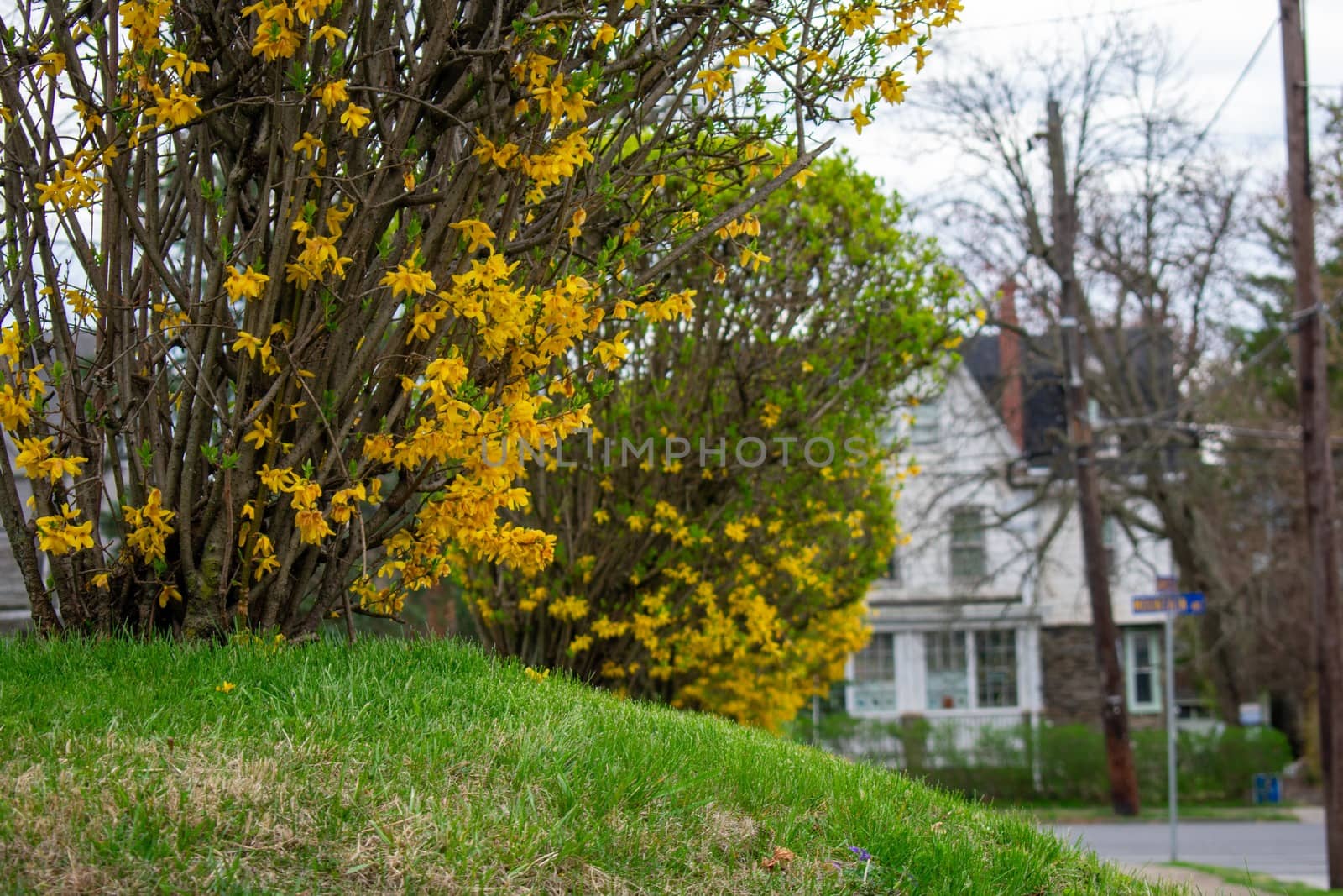 A Bush Covered in Yellow Flowers on a Suburban Road by bju12290