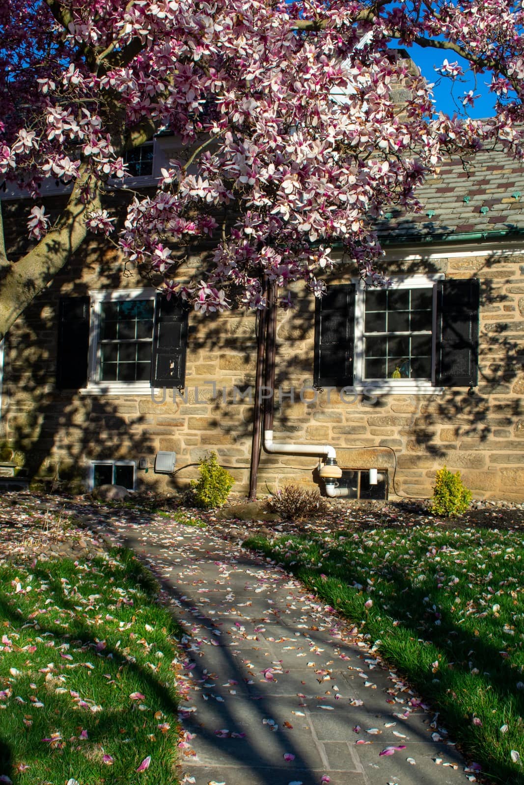 A Large Pink Cherry Blossom Tree on a Suburban Front Yard in Pennsylvania