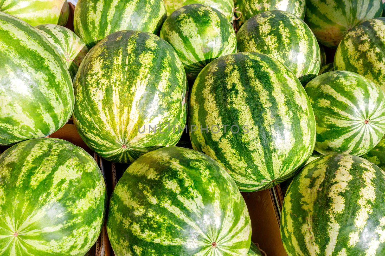 Sweet green-skinned striped watermelons on the market counter. A large number of delicious watermelons in a stack, selective focus.