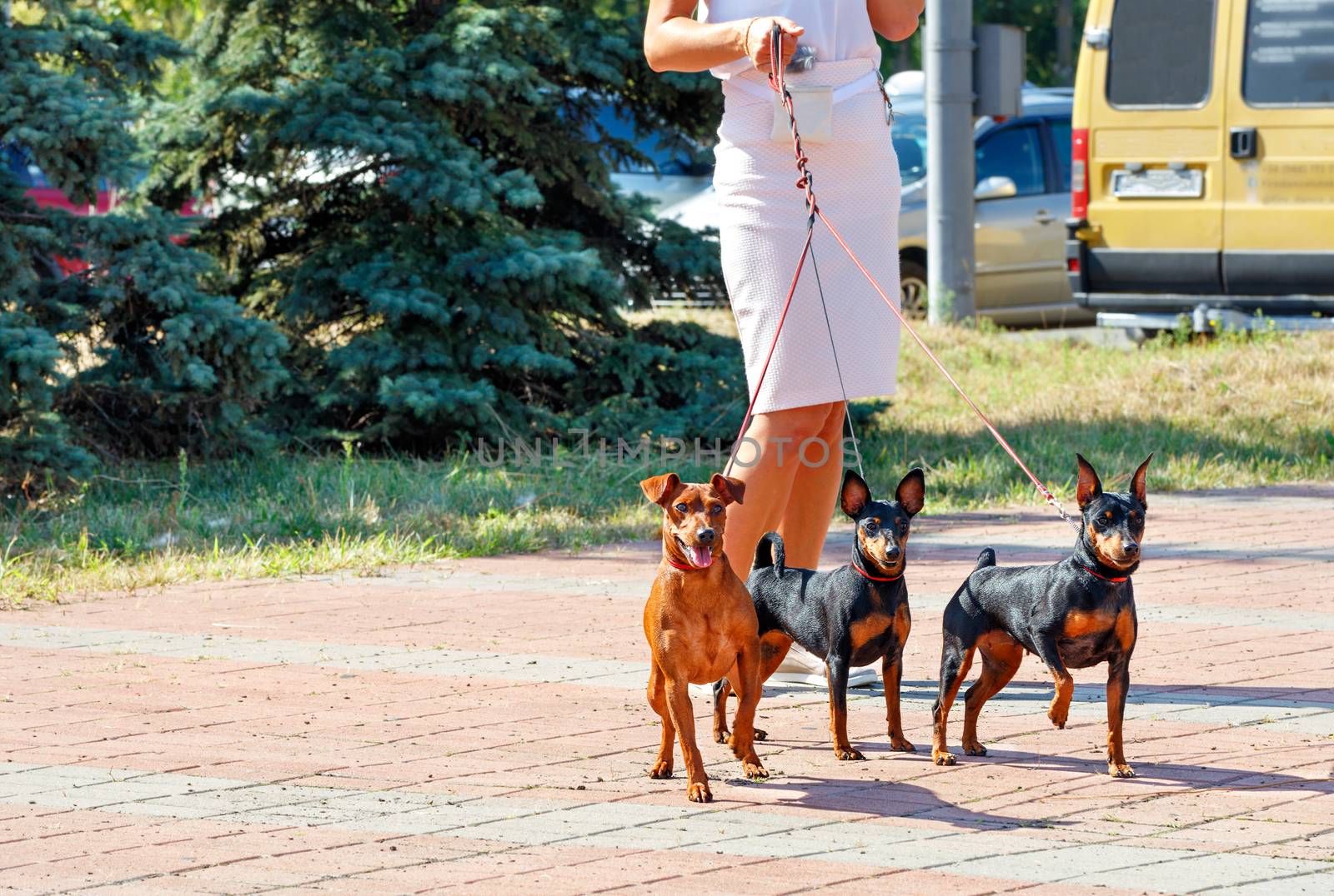 Three funny restless dwarf pinschers on a leash from a lady in a white dress are walking in a city park.