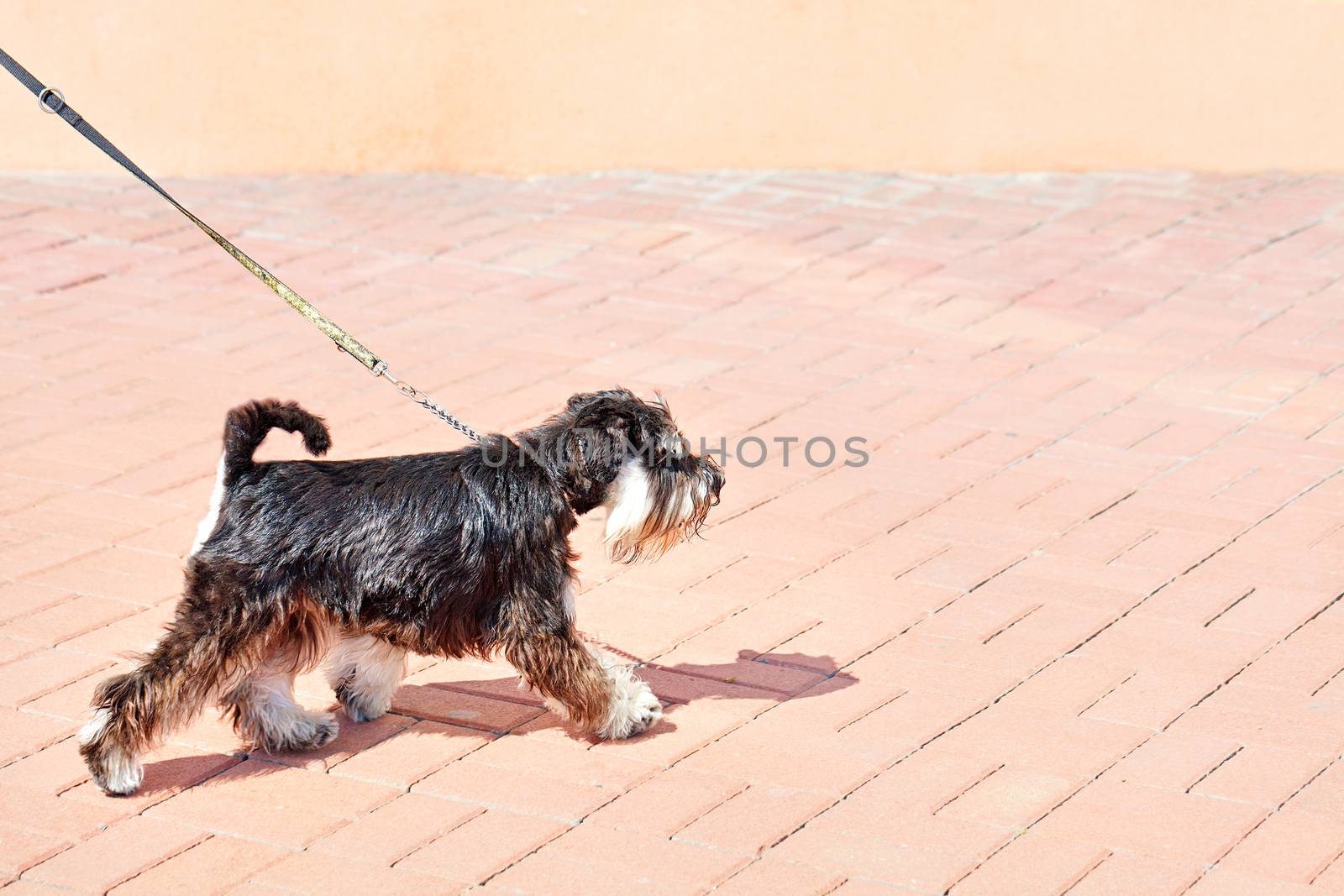 Schnauzer looks ahead, walks and is held back by a thin leather leash on a bright sunny day, image in copy space.