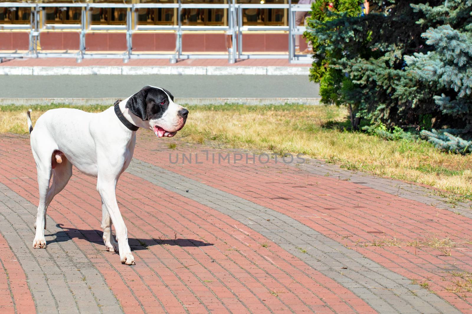 Great Dane walks for a walk in the city park on a bright sunny day, image with copy space.
