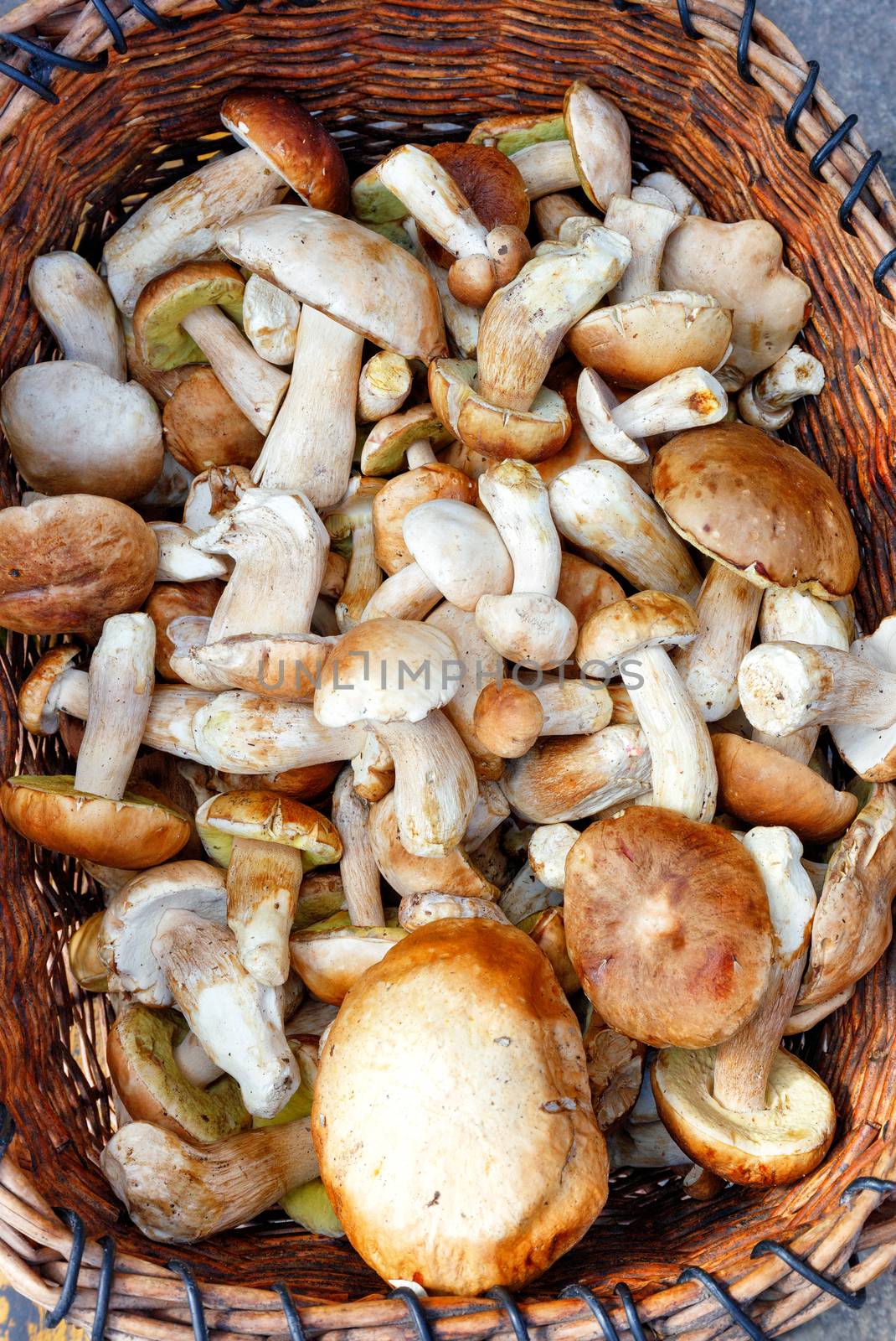 Heap of fresh edible porcini mushrooms are collected in an old wicker basket, close-up.