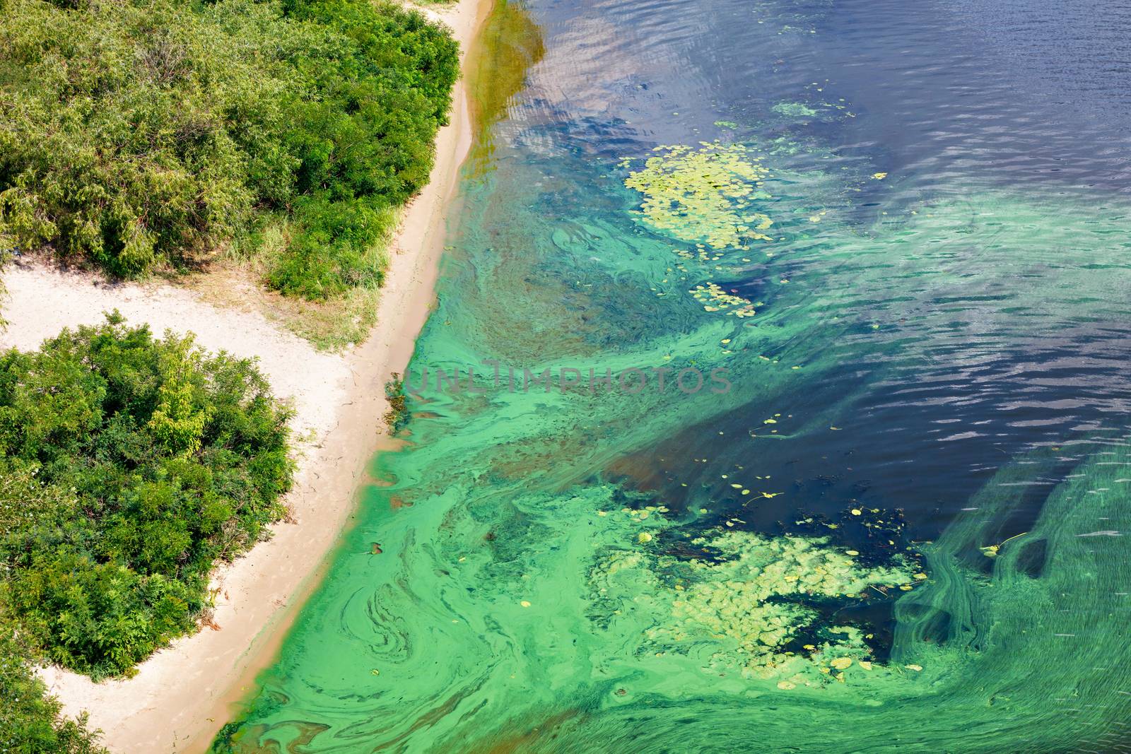 The coast on the surface of the river is covered with a pellicle of blue-green algae, copy space. by Sergii