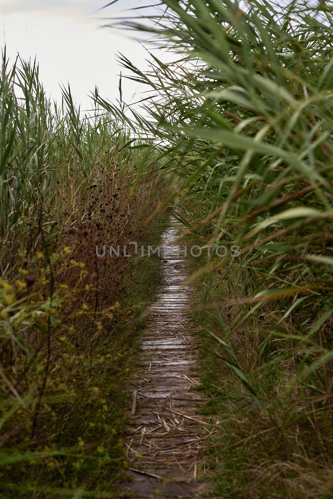 Wooden path between vegetation, cloudy day, reeds, lonely