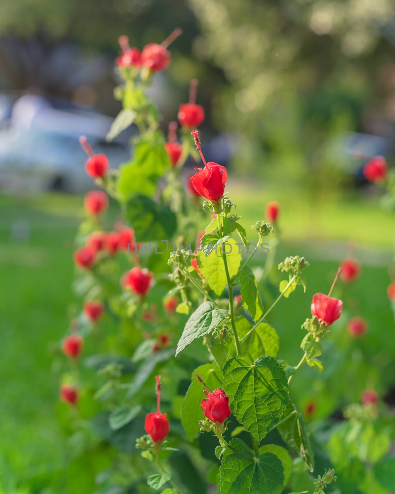 Turk's cap or Malvaviscus arboreus red flowers at front yard with blurry parked cars in background by trongnguyen