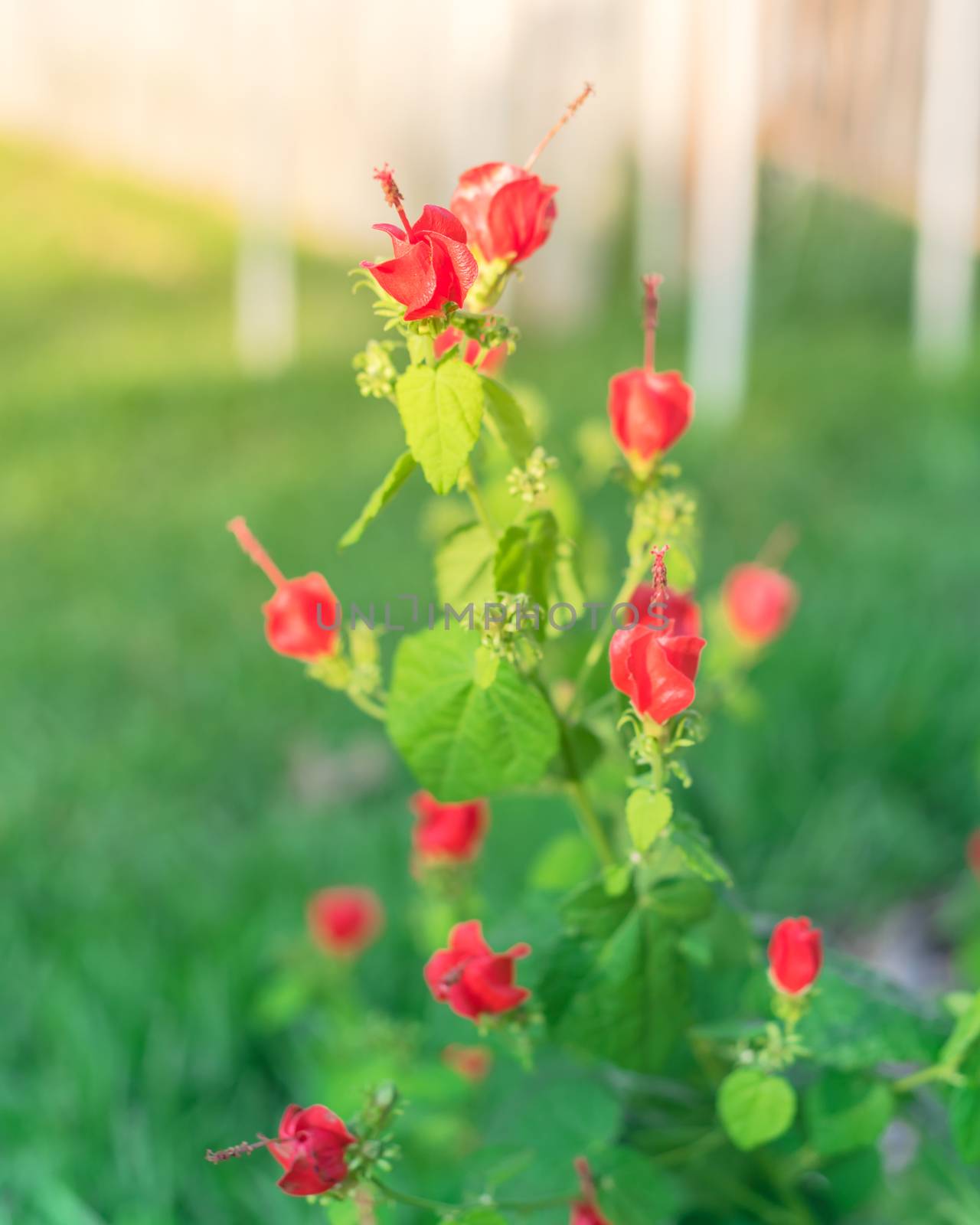 Beautiful Turk's cap or Malvaviscus arboreus red flowers with blurry fence in background. Homegrown tropical Wax mallow near Dallas, Texas, America