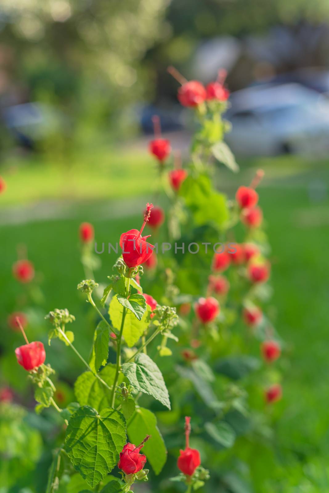 Turk's cap or Malvaviscus arboreus red flowers at front yard with blurry parked cars in background by trongnguyen
