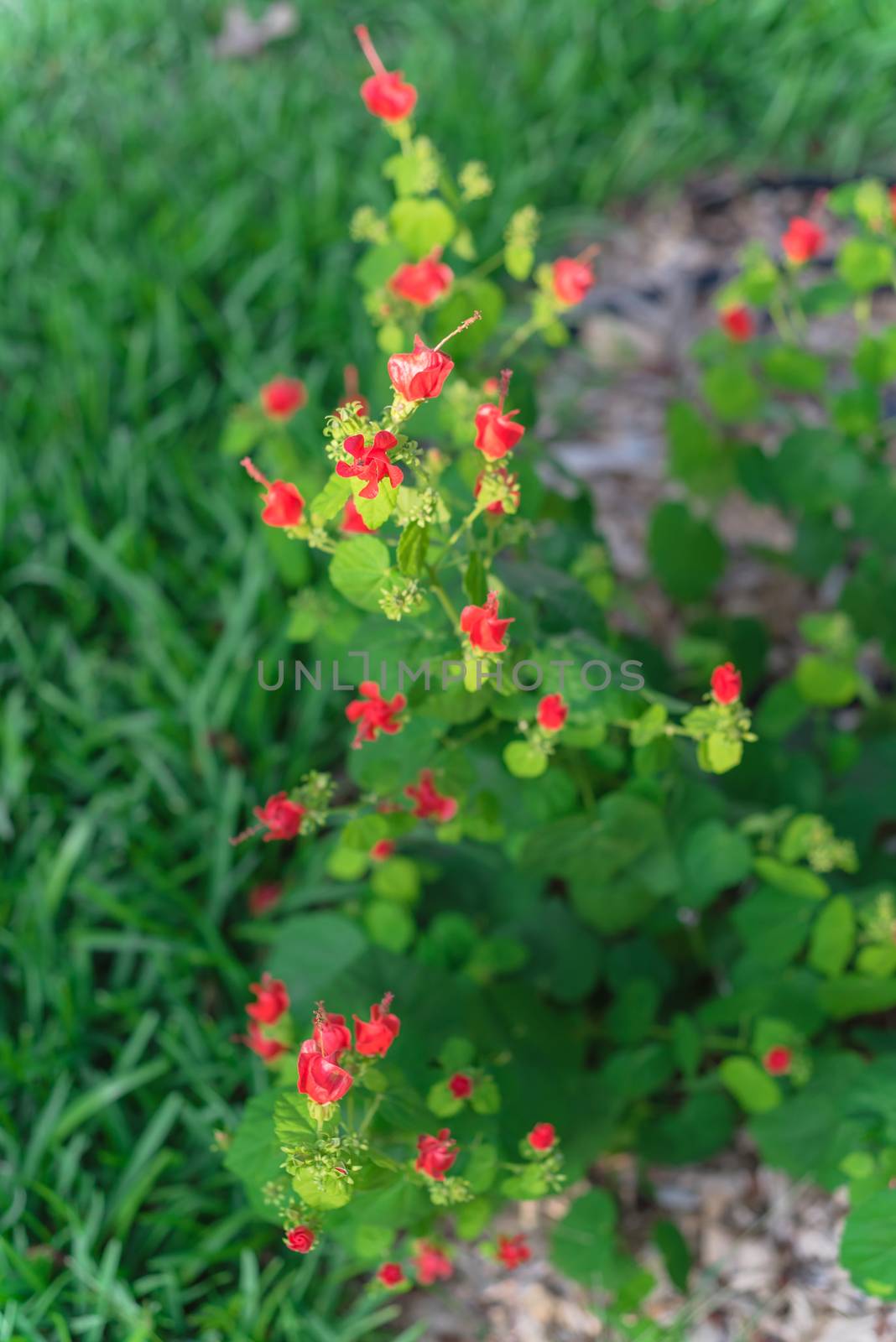 Blooming hibiscus like flowers of malvaviscus or Turks Cap flowering shrubs in garden beds and borders. Bright red Lady Tussel flower with green grass blurred background, macro image