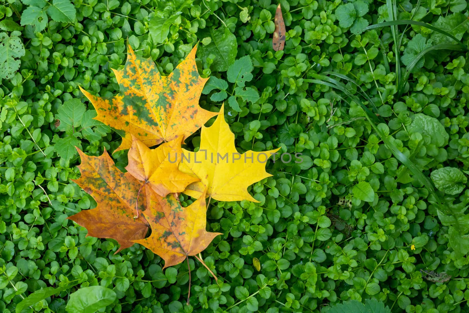 Fallen yellow and red leaves on the green grass woodlouse. Space for your text by lapushka62