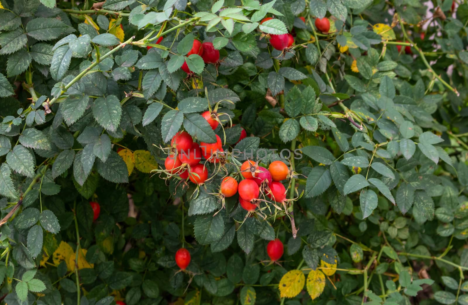 The wild rose Bush.Fresh ripe red rosehip on a green branch with leaves.