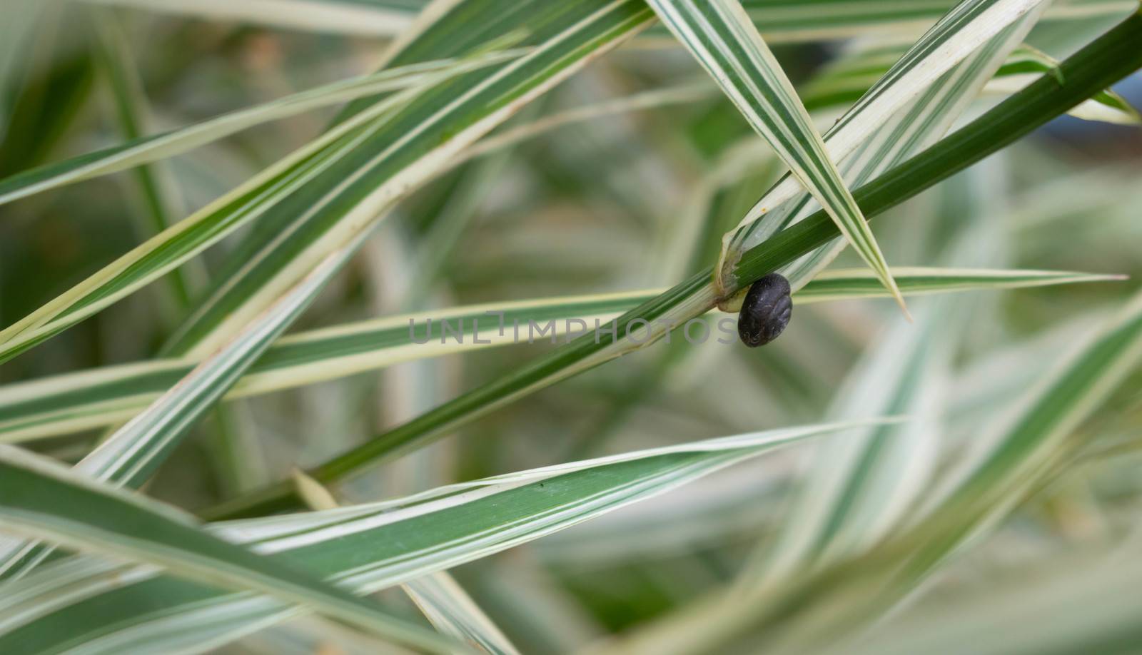 Small round snail on the leaves of Phalaris arundinacea, also known as reed Canary grass.