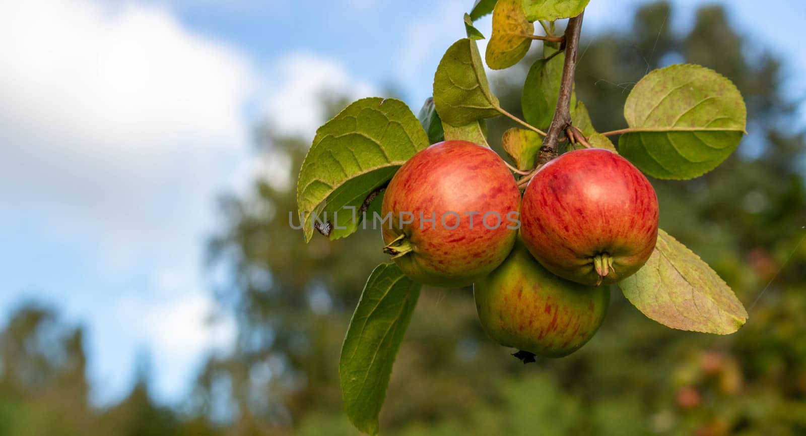 Three shiny delicious apples hanging from a tree branch in an Apple orchard against the sky on a Sunny autumn day