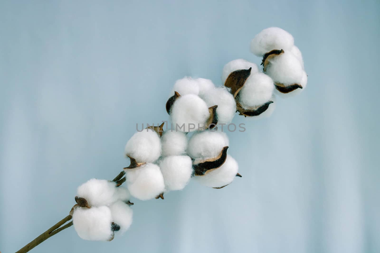 A sprig of cotton on a soft blue fabric.