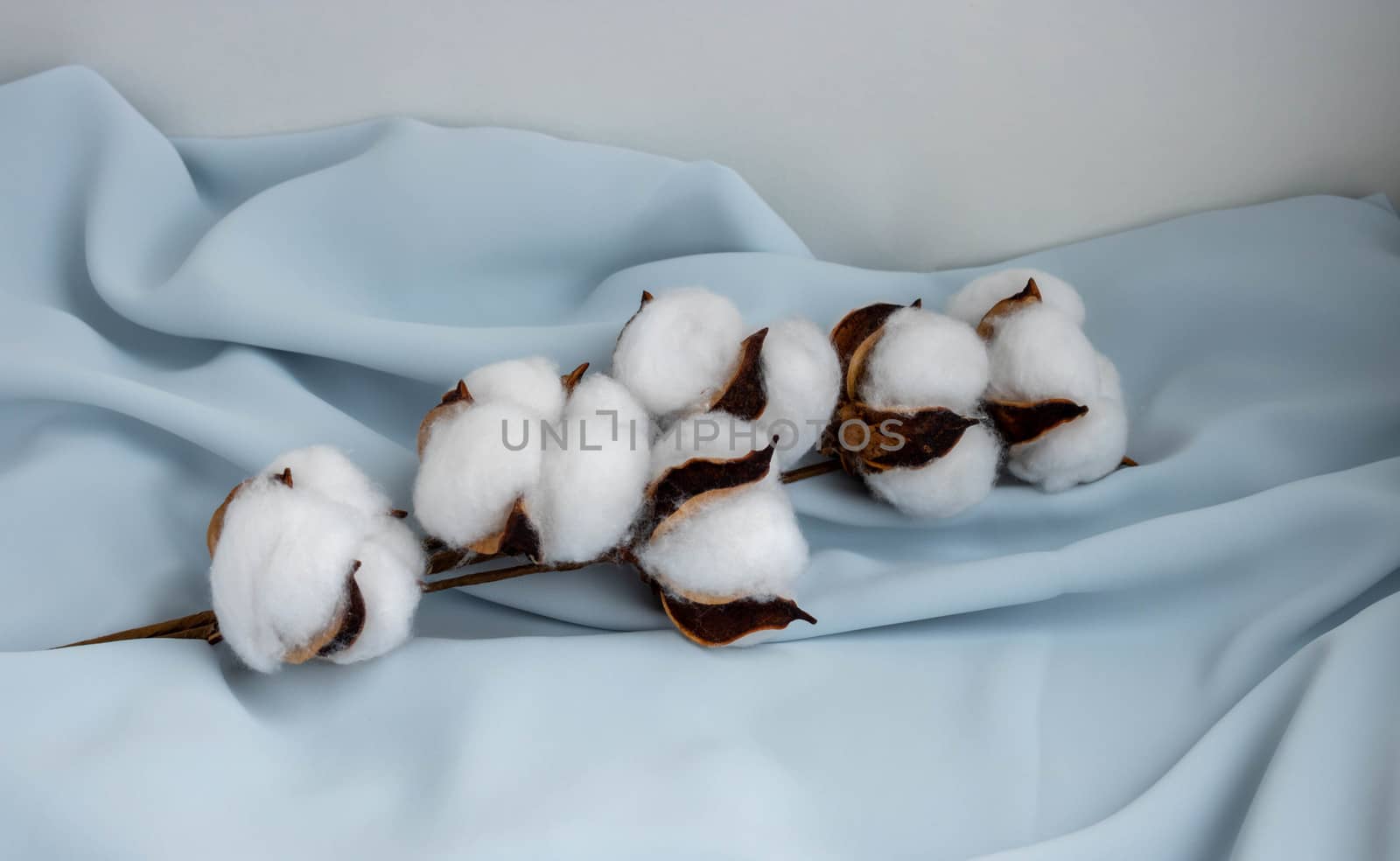 On a white background, a Sprig of cotton lies on soft blue silk.